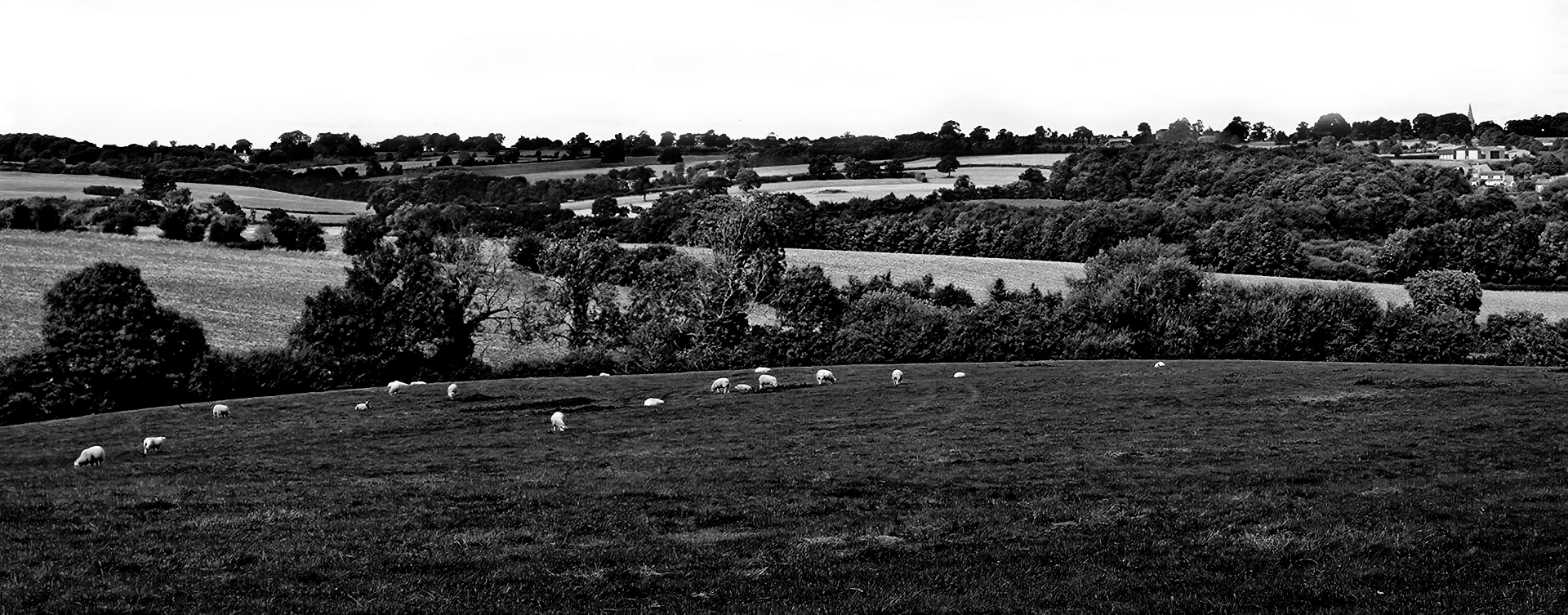 Sheep grazing in the countryside of Warmington, Northamptonshire